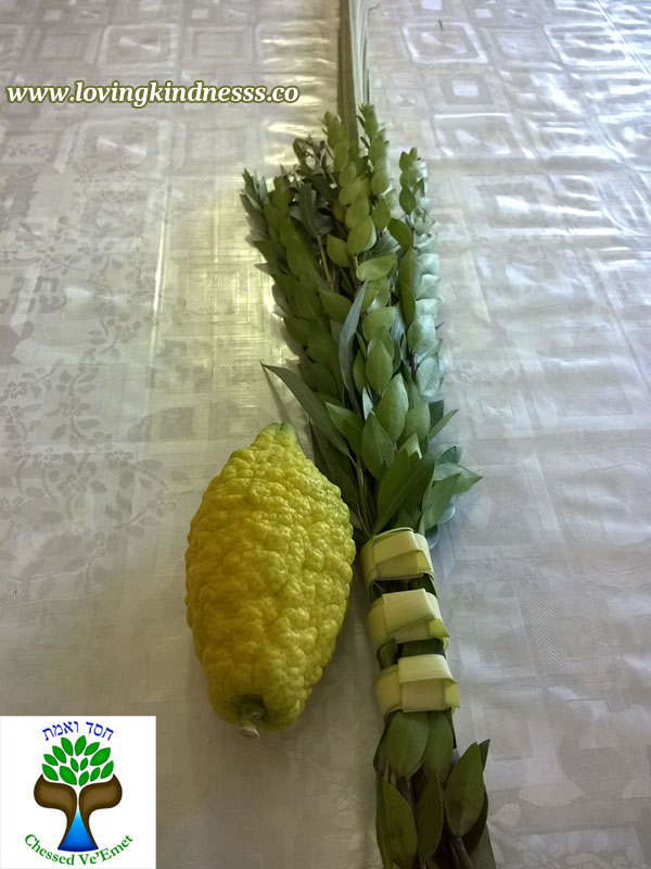 Lulav and Etrog Set