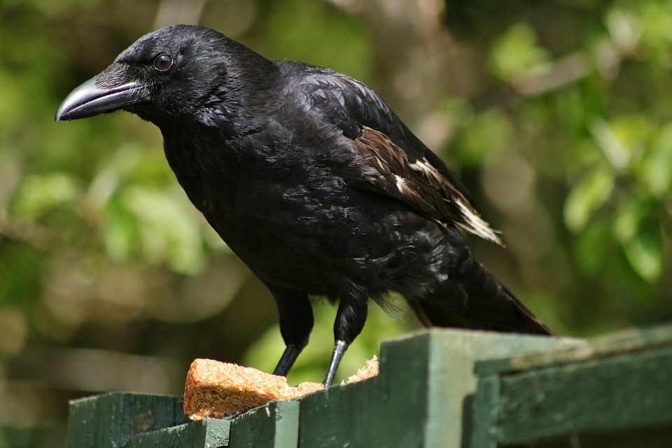 Crow