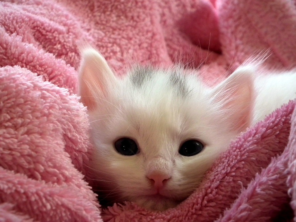 The Crow and the Kitten – Both are Beautiful…