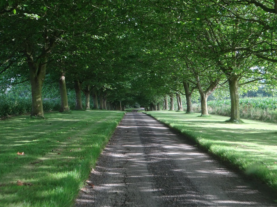 Trees overlooking a road