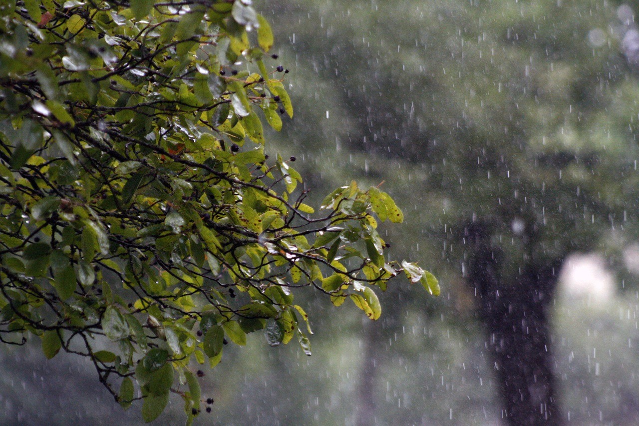 Trees and rain