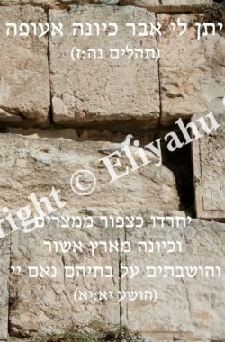 Dove Sitting on a Stone on the Kotel