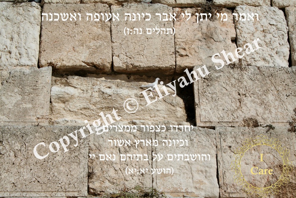 Dove Sitting on a Stone on the Kotel