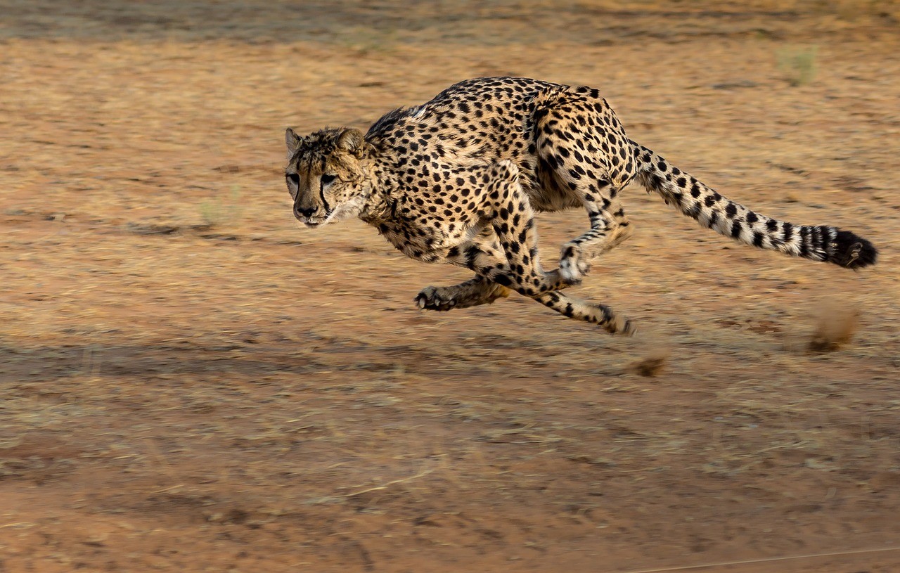 Giving in to The Other – The Effects of Giving the Other Space (Video with Cheetahs)