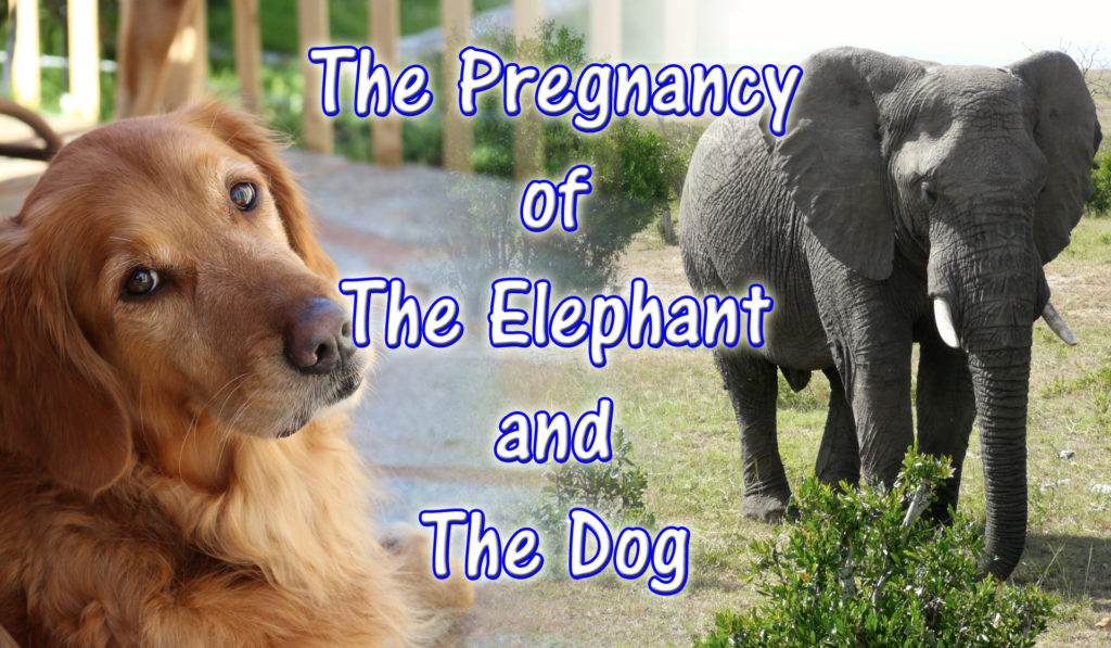 The Pregnancy of the Elephant and the Dog