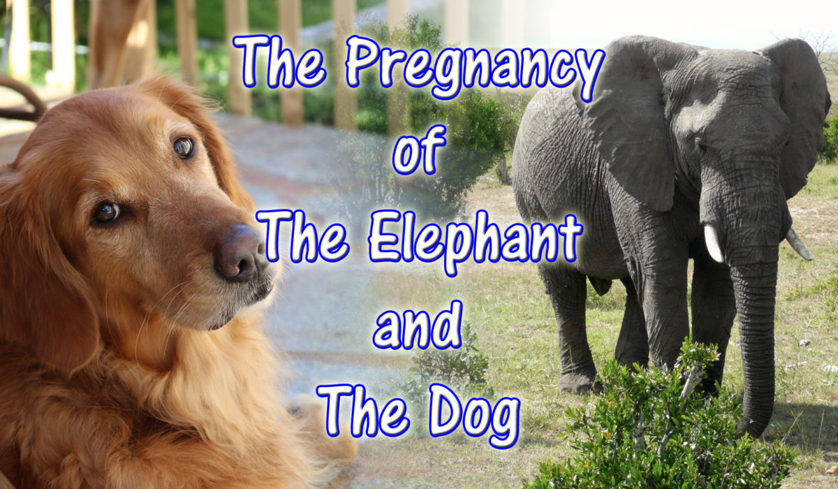 The Elephant and The Dog (Video) – An Inspirational Story