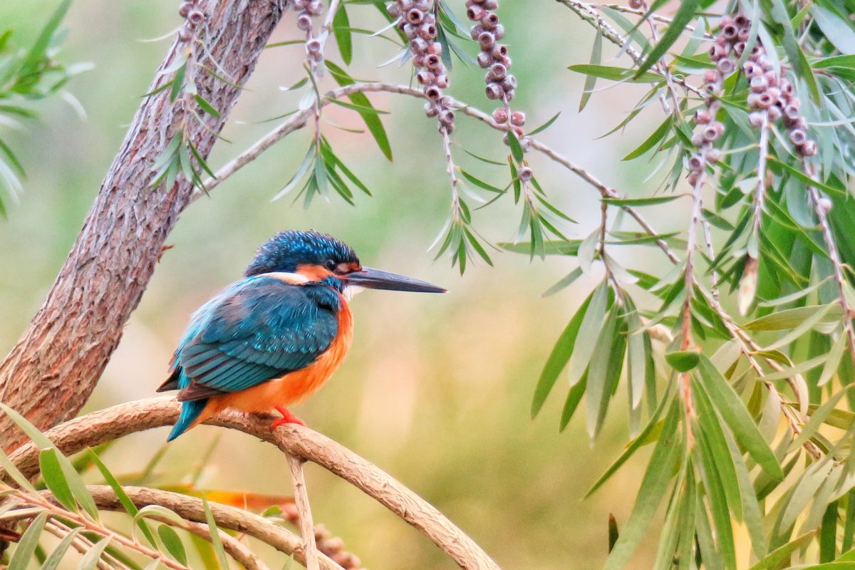 Kingfisher sitting on branch next to tree