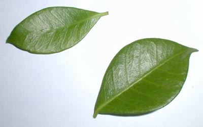 Leaf