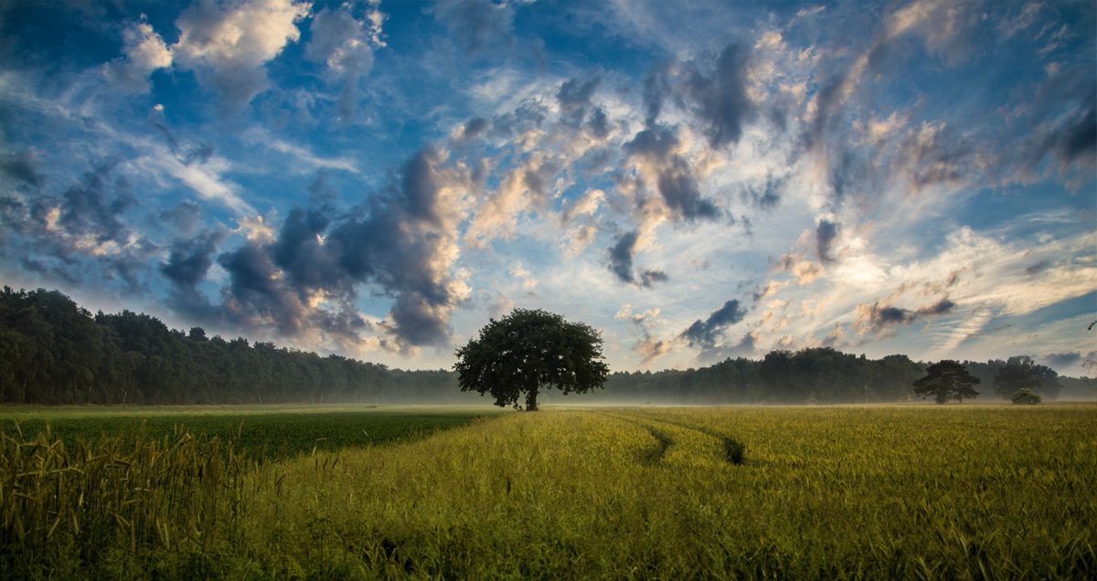 Tu Bi’Shvat With Rabbi Yitzchak Schwartz (Video) – Man is a Tree of the Field