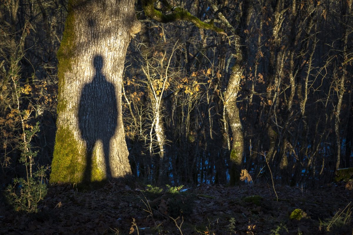 Shadow Man on Tree